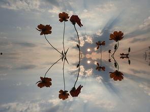 空中之花,探寻天空中的神秘奇迹